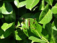 Sympetrums de Piemont (couple) - Sympetrum pedemontanum (ph. Mrugala F., Ardeche, Saint-Privas, 2018-08)(1)